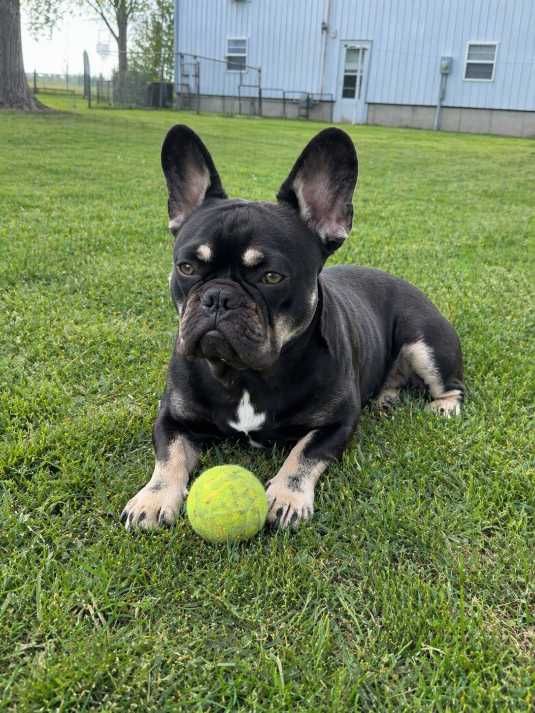 Kodak laying in the grass with a tennis ball