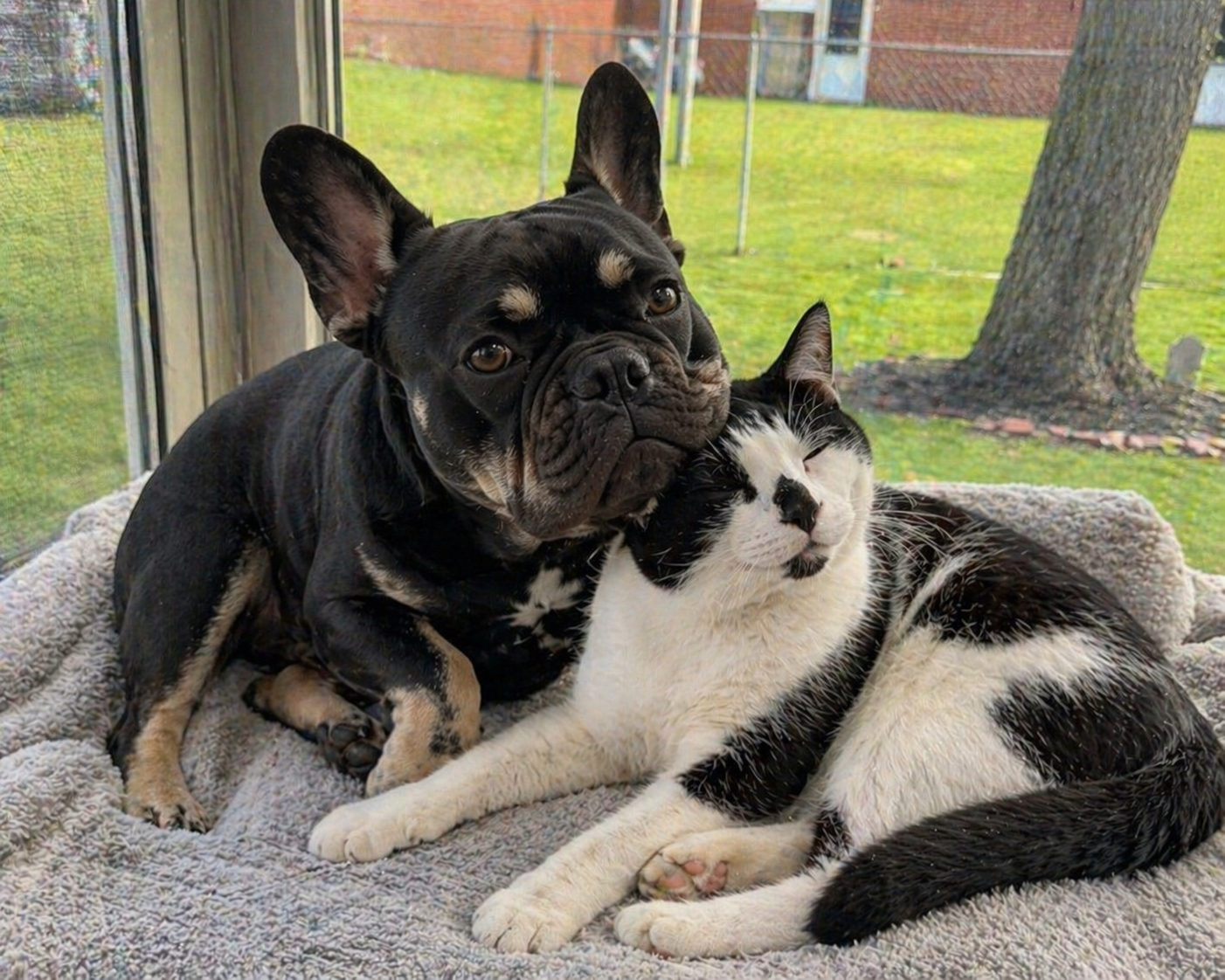 Kodak with Bella the cow cat