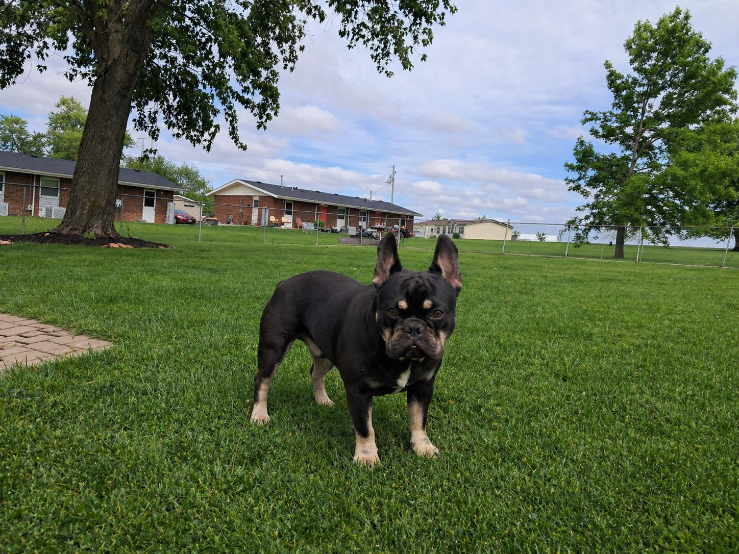 Kodak in the grass